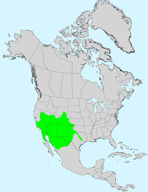 Brownplume Wirelettuce, Stephanomeria pauciflora: Click image for full size map